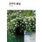 전주의 봄날